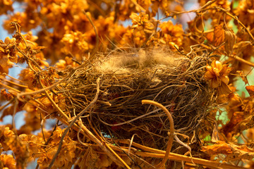 An empty bird's nest in a thicket of hops