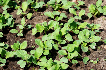 Spring shoots of seedlings. Young radishes in the sun