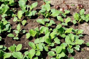 Spring shoots of seedlings. Young radishes in the sun