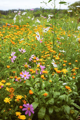 Цветы календула и космея в огороде