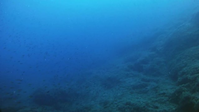 Marine life Little jackfishes hunting in dark blue water