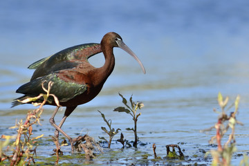 Glossy Ibis - Plegadis falcinellus, Crete