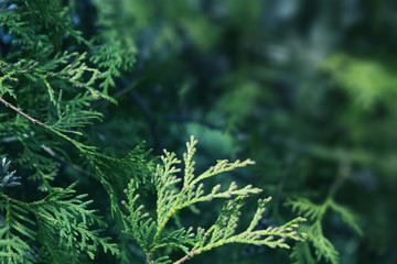 Christmas background with fir branches, glow, snowflakes and bokeh.