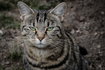 Cute cat looking at the camera