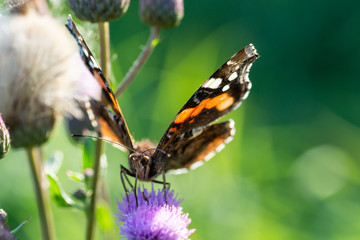 butterfly on violet flower