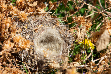 An empty bird's nest in a thicket of hops