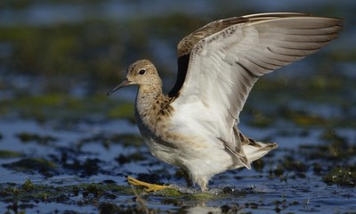 Ruff - Philomachus pugnax, Crete	
