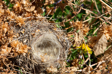An empty bird's nest in a thicket of hops
