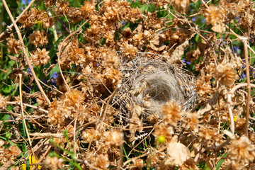 Naklejka na ściany i meble An empty bird's nest in a thicket of hops