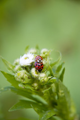 Liebe machende Marienkäfer
