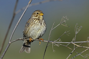 Corn Bunting - Miliaria calandra, Crete, Greece 