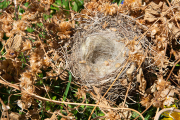 An empty bird's nest in a thicket of hops