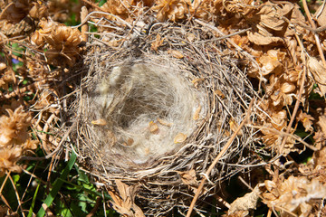 An empty bird's nest in a thicket of hops
