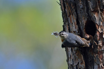 Kruper´s Nuthatch (Sitta kruperi), Lesbos, Greece 