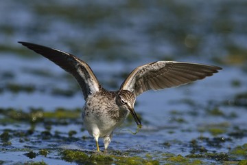 Wood Sandpiper - Tringa glareola, Crete 