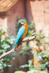 Pappagallo multicolore su un trespolo di legno