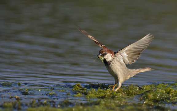 Italian Sparrow - Passer italiae, Crete