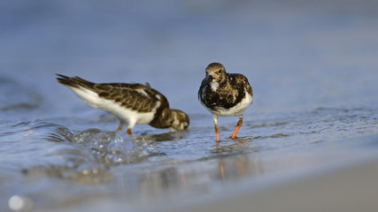 Ruddy Turnstone - Arenaria intepres, Crete