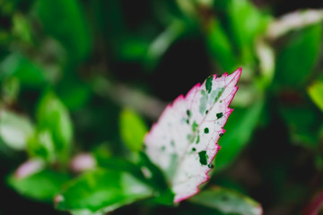 White and pink leaves in the garden