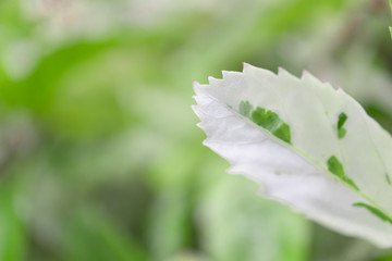 White and green leaves in the garden.