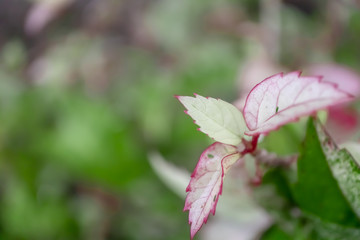 White and pink leaves in the garden