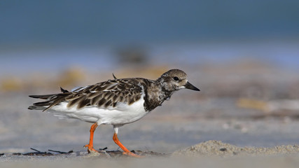 Ruddy Turnstone - Arenaria intepres, Crete