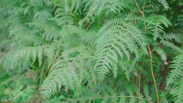 Fern in the forest