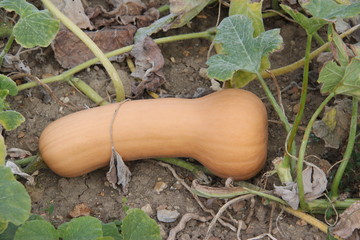 Butternut