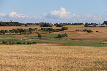 Fototapeta na wymiar Charente-Maritime - Marsilly - Vue sur un champ de blé
