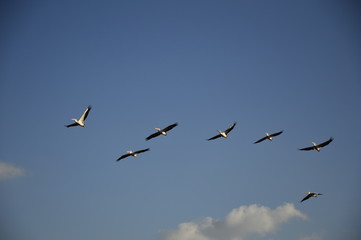 Migrating pelicans