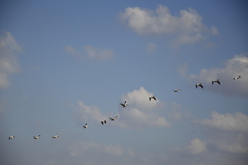 Migrating pelicans