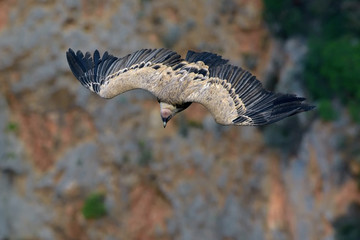 Griffon Vulture - Gyps fulvus, Crete	