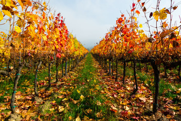 autumn vineyard, yellow orange and red grape leaves at october sunny fog