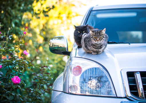 Domestic cat on the hood of the car. Pampered pets
