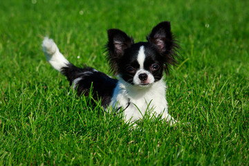 Dog breed Chihuahua