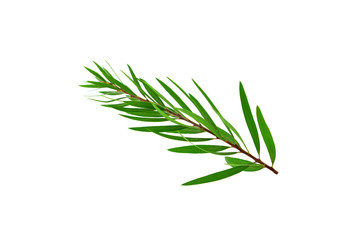 Fototapeta premium Odosobnione drzewo herbaciane (Melaleuca).