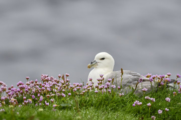 Northern Fulmar - Fulmarus glacialis, beautiful gray and white sea bird from Northern European sea cost.