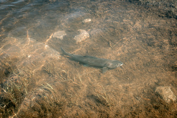 Grayling fishing at river
