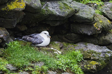 Northern Fulmar - Fulmarus glacialis, beautiful gray and white sea bird from Northern European sea cost.