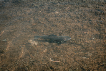 Fototapeta premium Grayling fishing at river