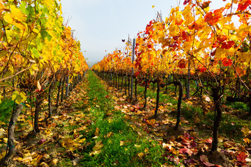 autumn vineyard, yellow orange and red grape leaves at october sunny fog