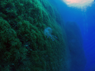 Fototapeta na wymiar Mauve Stinger jellyfish (Pelagia noctiluca)