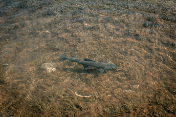 Grayling fishing at river