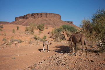 Camels in the region of Atar, Mauritania.