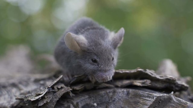 The little mouse is sitting on a tree trunk, looking around.