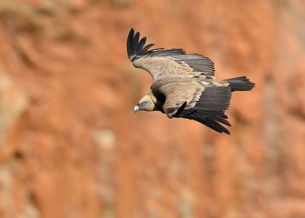 Griffon Vulture - Gyps fulvus, Crete	