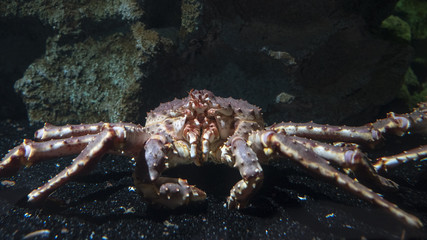 Japanese Spider Crab