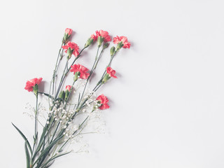 Red pink cloves flowers and gypsophila isolated on light gray background. copy space. flat lay, top view