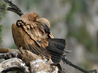 Griffon Vulture - Gyps fulvus, Crete	