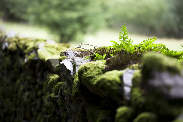 Helecho en valla de piedra